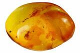 Detailed Fossil Ant and Springtail in Baltic Amber #145447-1
